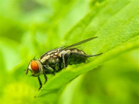 A Beautiful Black Brown Fly With Red Eyes On A Green Leaf Stock Photo
