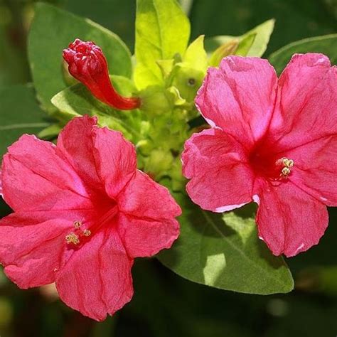 Many clock flowers have a history of herbal use. Four o'Clock Seeds - Red | Flower Seeds in Packets & Bulk ...