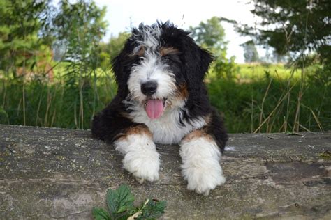 Available Bernedoodle Puppies California Puddingtocome
