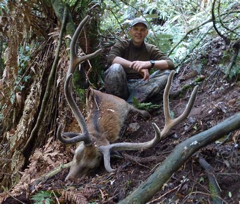 Free Range Sika Stag Hunting In New Zealand