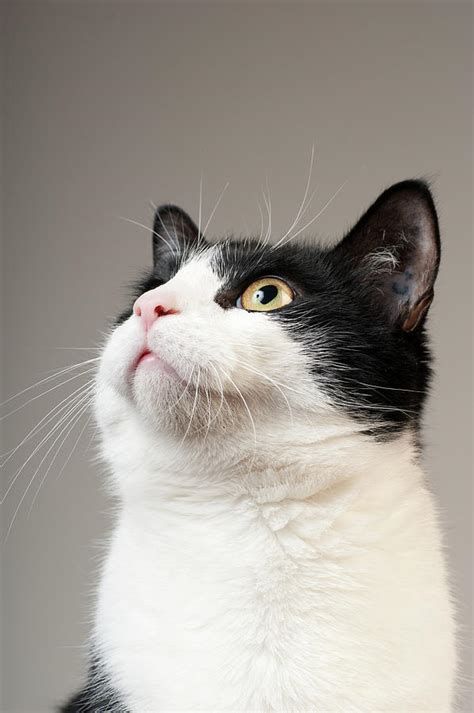 Cat Looking Upwards Photograph By Flickr Getty Fine Art America