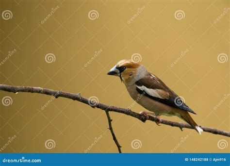 Hawfinch Bird Isolated On Yellow Background Little Chick Brown Bird