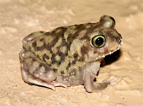 Spadefoot Toad Animal Facts Mesobatrachia Az Animals