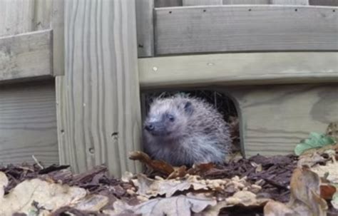 Get Your Garden Hedgehog Ready This Spring Hedgehog Street