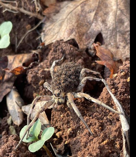 🔥proud Mama Wolf Spider Holds Her Hundreds Of Babies On Her Back🔥 R