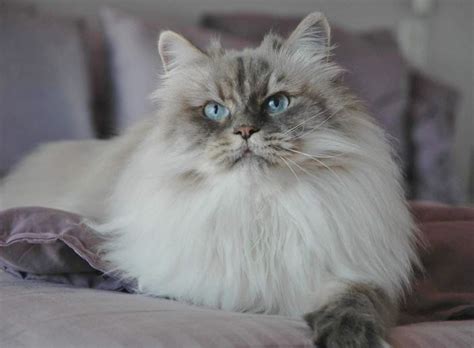 Nina and xaja siberian cats 🌸. Nikarl Silver Puff Nadienka, a Blue Lynx Point Siberian ...