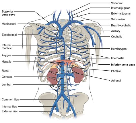 Bodytomy provides a labeled iliac artery diagram to help you understand the anatomy and function of the common iliac. This diagram shows the veins present in the thoracic ...