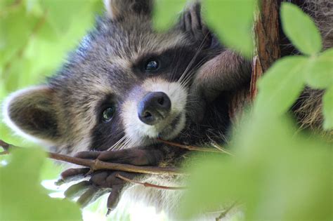 Urban Wildlife Guide Brooklyn Porch Raccoon