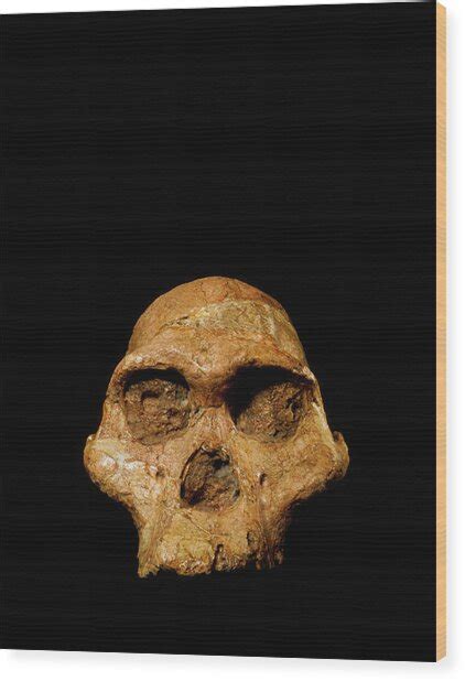 Hominid Fossil Skull Australopithecus Africanus Photograph By John My