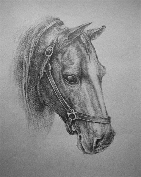Drawings Of Horses Paper And Graphite Andrey Matvienko Pencil