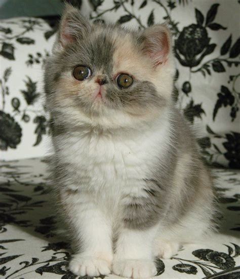 Kitten Exotic Shorthair