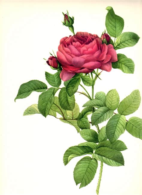 Rosa Gallica Large Sized Botanical Print By P J Redoute In 2021 Rose