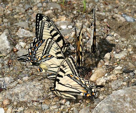 Puddling Canadian Tiger Swallowtails Papilio Canadensis BugGuide Net
