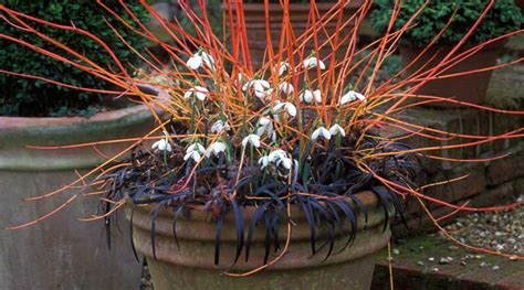 It features spectacular decorative features: Cornus sanguinea 'Midwinter Fire' | Bressingham Gardens