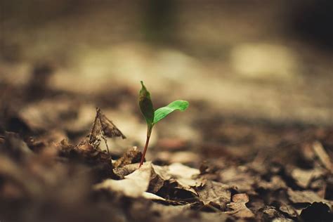 Hd Wallpaper Selective Focus Photography Of Green Leafed Plant Sprout