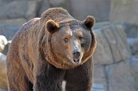 Animals Of The World Eurasian Brown Bear