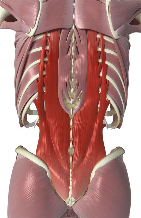 Other muscles in the back are associated with the movement of the neck and shoulders. Interspinales and Intertransversarii Back Muscles