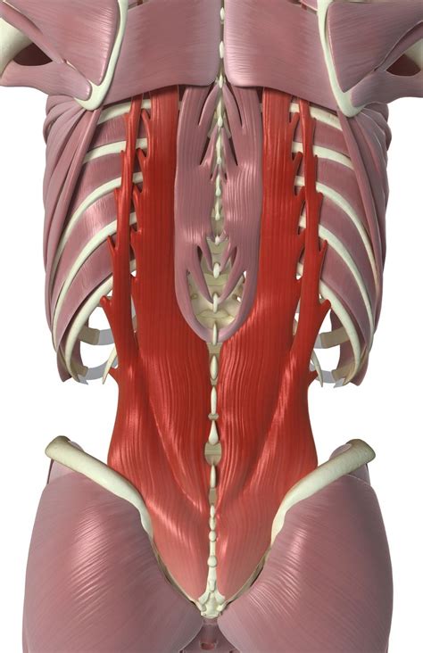 By the middle line of the back is a longitudinal groove back (sulcus dorsi). Interspinales and Intertransversarii Back Muscles