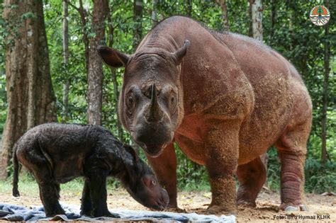 Momen Bersejarah Badak Rosa Lahirkan Bayi Dengan Selamat Setelah Delapan Kali Keguguran Fajar