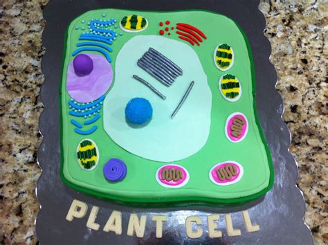 Check spelling or type a new query. Plant Cell Cake | Plant cell model, Plant cell cake, Cell ...