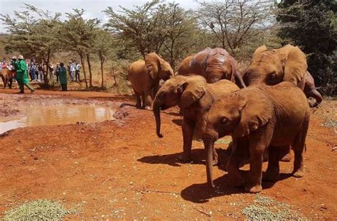 Nairobi Elephant Orphanage Trust Und Giraffe Center Tour Getyourguide