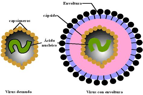 La enfermedad causada por el virus de marburgo, que pertenece a la misma familia del ébola, fue detectada dos meses después de que guinea el organismo, igualmente, señaló que este es el primer caso del virus de marburgo que se registra en áfrica occidental. ESPACIO BIOLÓGICO: LOS VIRUS