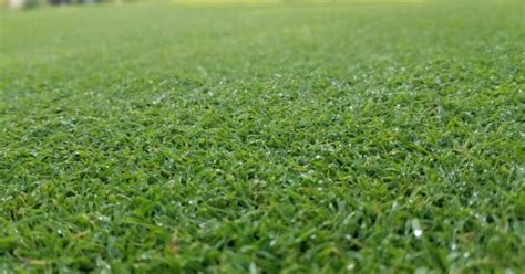 Bentgrass Guide To Caring For And Growing Creeping Bentgrass