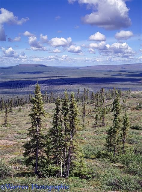 Subarctic Tundra With Spruce Trees Photo Wp04175
