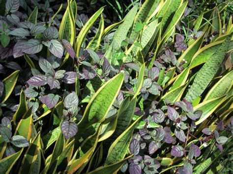 64 types of succulents with pictures. Shade Succulents: Drought-Tolerant Garden Guide | INSTALL ...
