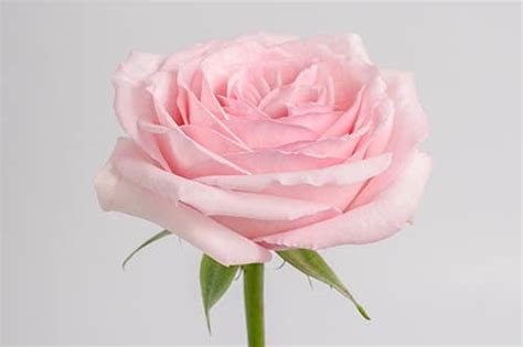 J r roses sends the highest quality flowers time and time again and has an unmatched level of customer service. Pink O'hara Garden Roses | Wholesale Flowers in Bulk