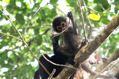 Monos Araña Ateles Geoffroyi Carismáticos Y En Peligro De Extinción