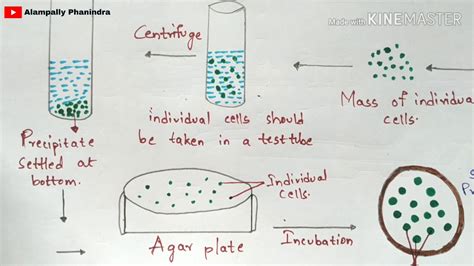 Check spelling or type a new query. Cell suspension culture | Technique involved | Notes ...