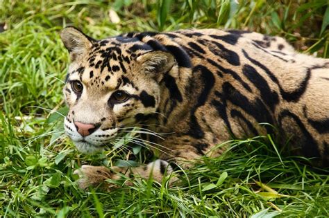 Extinct Clouded Leopard Was Spotted In Taiwan For The First Time In