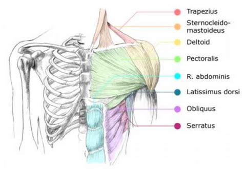 Female Chest Muscle Anatomy Diagram Neck And Chest Muscle Diagram Images