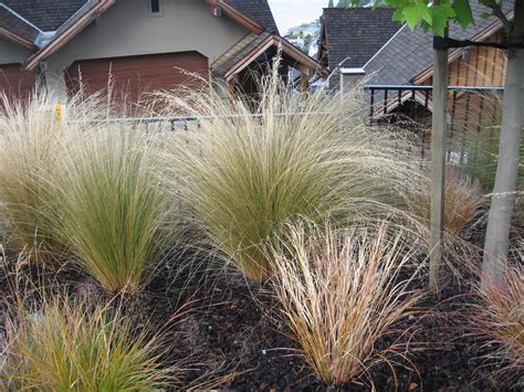 Mahi raranga (nz flax weaving) and photography. Grass Talk