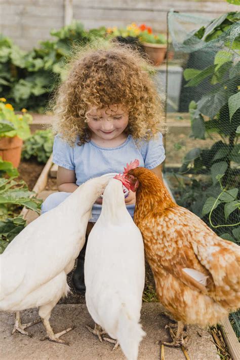 Kleines Mädchen Beim Füttern Von Hühnern Im Schrebergarten Lizenzfreies Stockfoto