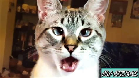 Funniest Cats And Dogs Try Not To Laugh Aw Animal 14 Youtube
