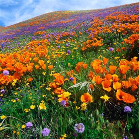 Wildflower Walks ~ Antelope Valley California Poppy Reserve