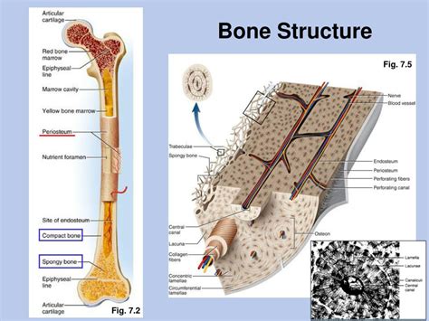 Ppt Bone Structure Powerpoint Presentation Free Download Id3146577