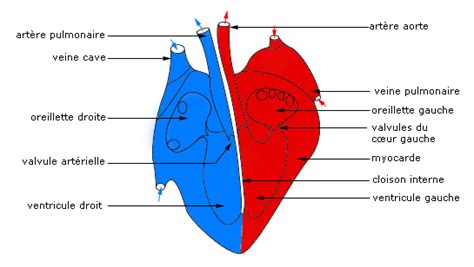 cours de svt 5e le coeur moteur de la circulation sanguine