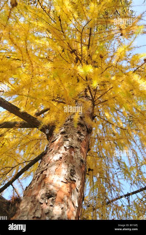 Larch Tree In Autumn Colours Stock Photo Alamy