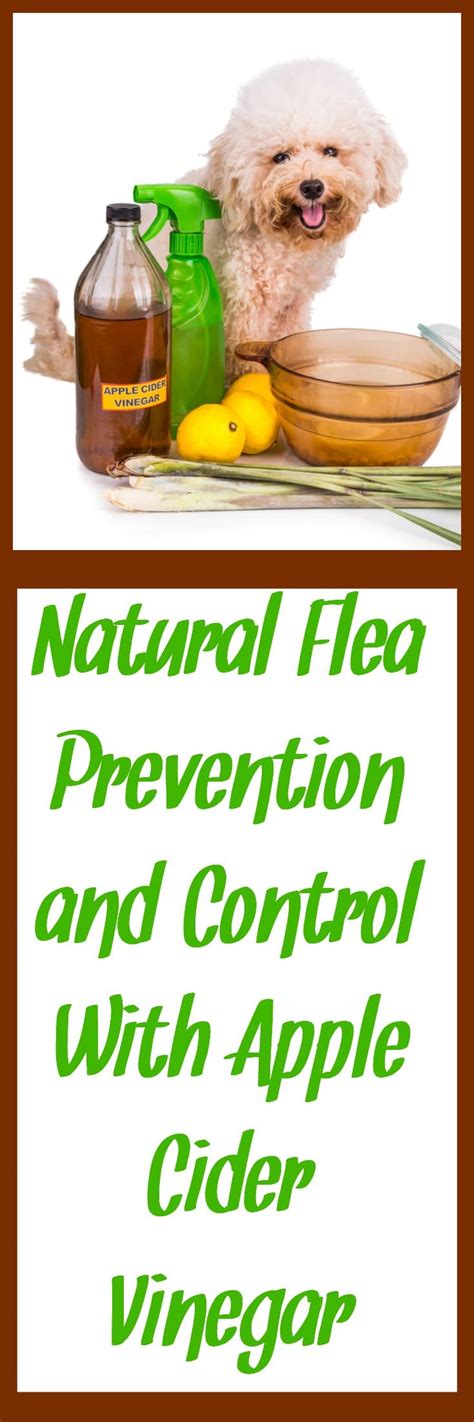 Natural Flea Prevention And Control With Apple Cider Vinegar By Hybrid
