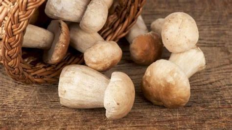 Wild Mushrooms What To Eat What To Avoid Diy Gardening And Better Living