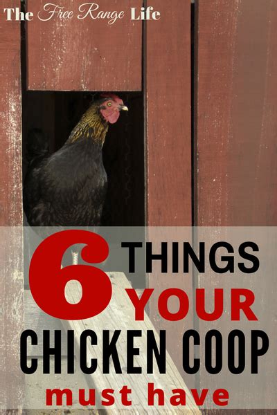 Chicken Coop Necessities 6 Things Your Coop Must Have Best Chicken