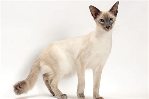 Balinese Cat Breed At The Great Cat In History Art And Literature