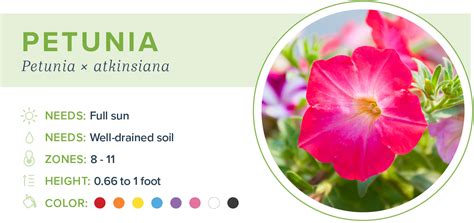 From pink peonies to pink roses, you'll find photos & info on 21 different types of pink flowers. Hardy Annual Flowers Meaning / What Does Plant Hardiness ...