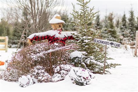 These 11 Lovely Christmas Tree Farms In Minnesota Are Picture Perfect
