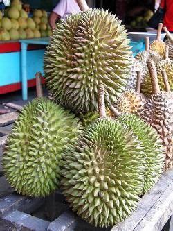 Cara membuat pohon durian musang king kaki ganda berhasil. Jual Bibit Durian Bawor, Merah, Musang king, Montong ...