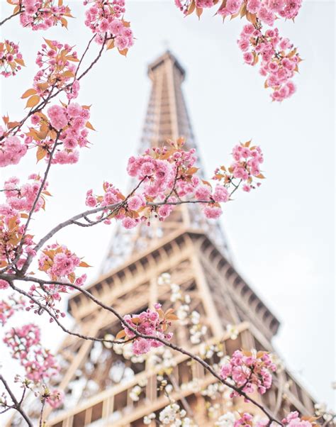 Paris In Bloom Flower Magazine