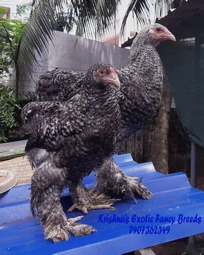 Exotic Fancy Chicken Breeds For Poultry Rs 500 Piece Krishnas Exotic